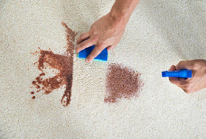 Expert stain and odor removal for carpets in Essex County North Shore