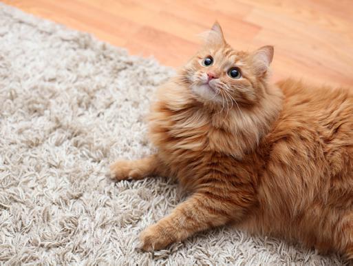 Pet-safe carpet cleaning in Manchester-by-the-Sea and North Shore for pet owners